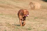 DOGUE DE BORDEAUX 421